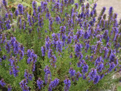 ISSOPO OFFICINALIS