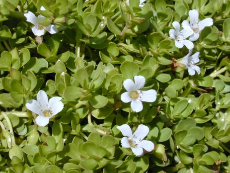 bacopa monieri