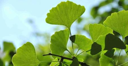 ginkgo bilobaa
